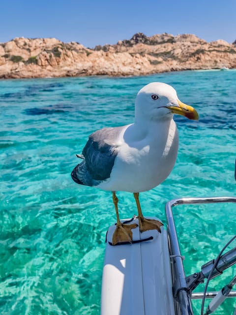 Palau: Sailing tour La Maddalena Archipelago - Returning to Spargi for a second swim