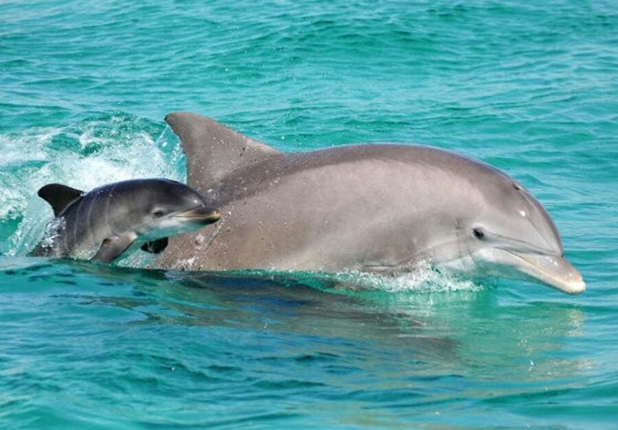 Panama City Beach: Dolphin Sightseeing Sail on the Footloose - Watching dolphins near Shell Island
