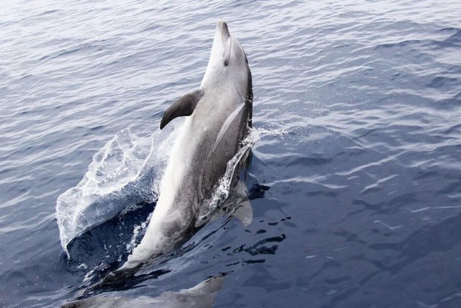Panama City Beach: Dolphin Sightseeing Sail on the Footloose - What the Footloose ride feels like
