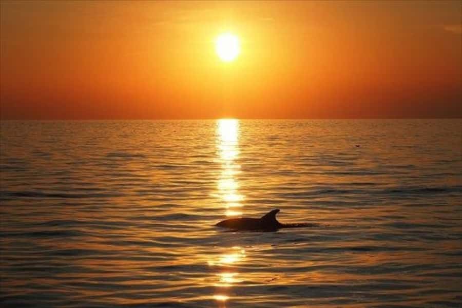Panama City Beach: Sunset Sail on the Privateer Catamaran - Dolphin watching without false promises