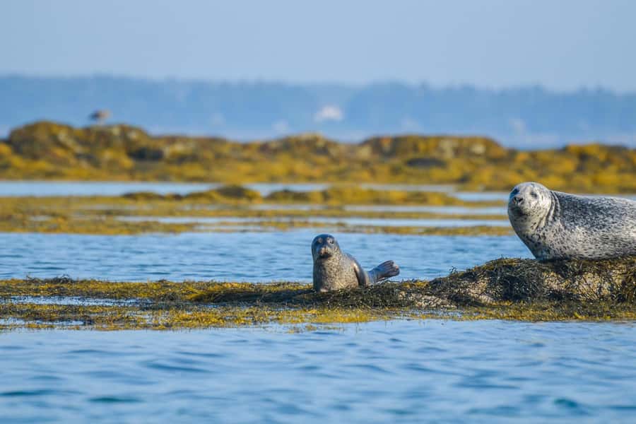 Portland: Schooner Tall Ship Cruise on Casco Bay - Key points to know before you sail