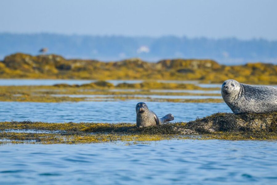 Portland: Schooner Tall Ship Cruise on Casco Bay - Who will enjoy this cruise most?