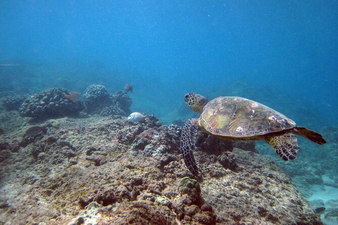Private 5Hrs Island Tour with 2Hrs Sail and Snorkel with Turtles - One Oahu day, two very different experiences