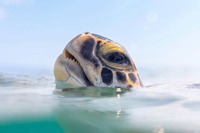 Private catamaran sail & snorkel - A relaxed cruise along Barbados’ west coast