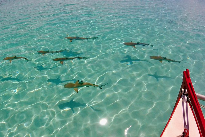PRIVATE Half Day Tour : Moorea Snorkeling & Sailing on a Catamaran named Taboo - Setting out along Moorea’s coast and lagoon