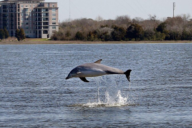 Private Morning Sail, Dolphin and History Tour on Mystique - Ravenel Bridge and the scale of the harbor
