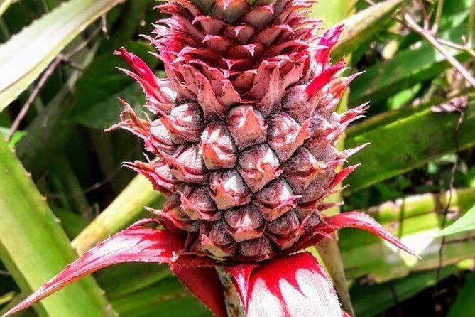 Private “Sail & Hike” Tour of Grenada - Through rainforest, riverbeds, and nutmeg country