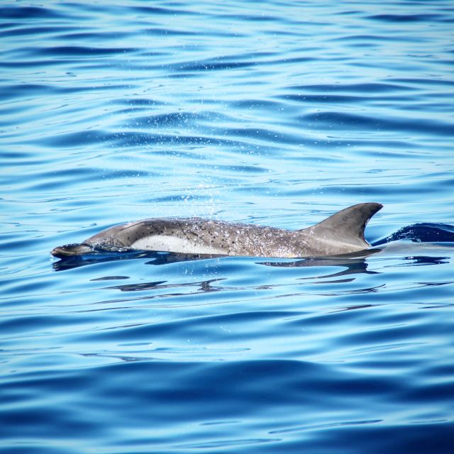 Puerto Colon : Whale & Dolphins Sailing Excursion - How Captain Daniel shapes the outing