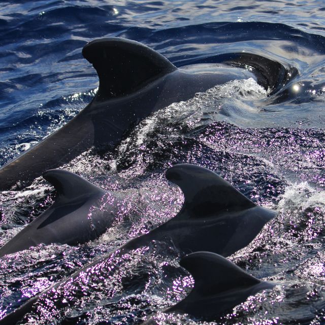 Puerto Colon : Whale & Dolphins Sailing Excursion - Seasickness, sun, and what to bring
