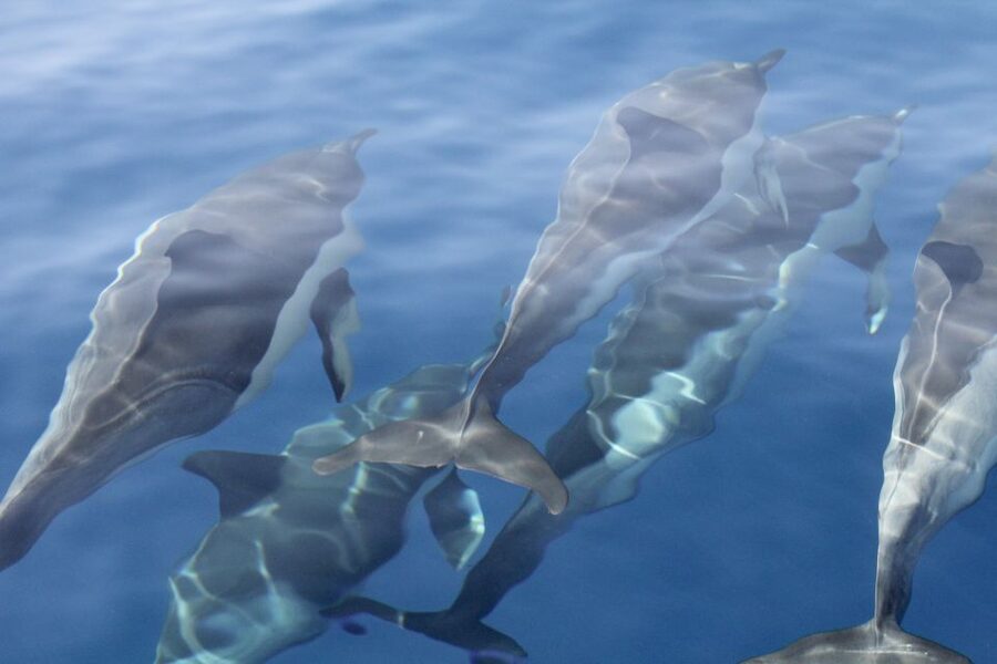 Puerto Colon : Whale & Dolphins Sailing Excursion - Private charter or shared sailing?