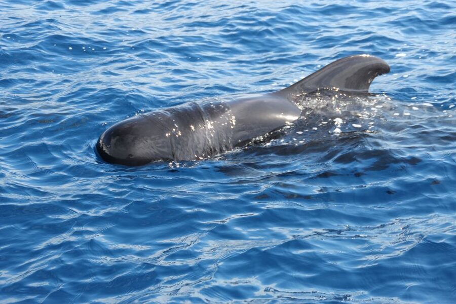 Puerto Colon : Whale & Dolphins Sailing Excursion - Searching for pilot whales and dolphins