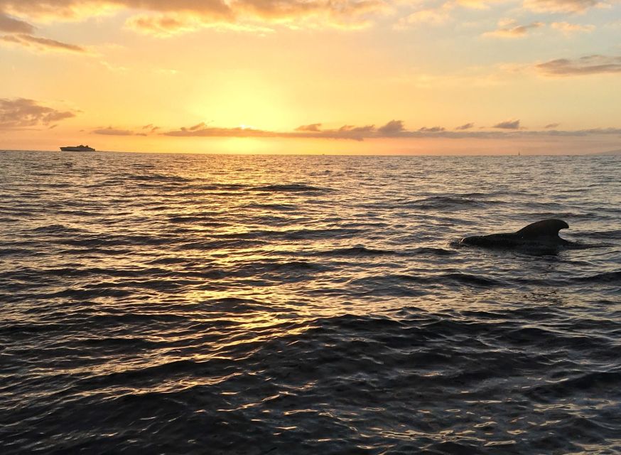 Puerto Colon: Whale-Watching Sailing Tour with Meal & a Swim - Paella, cava, and simple food at sea