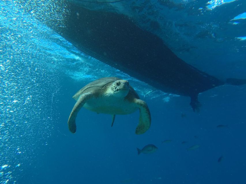 Puerto Colon: Whale-Watching Sailing Tour with Meal & a Swim - Searching the Atlantic for pilot whales and dolphins