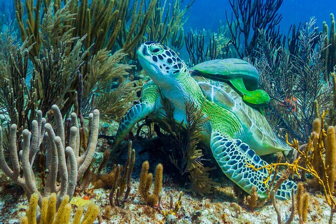 Puerto Morelos Catamaran Reef Sail and Snorkel - Small details that make the day better