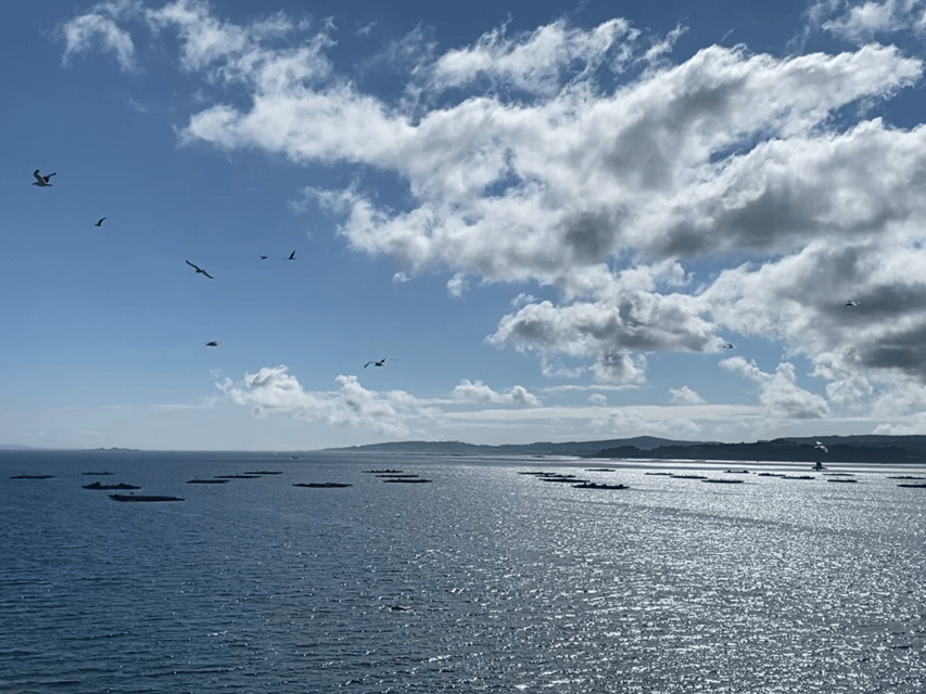 Ría de Arousa: Daytime or Sunset Sailboat Cruise with drinks - Key points at a glance