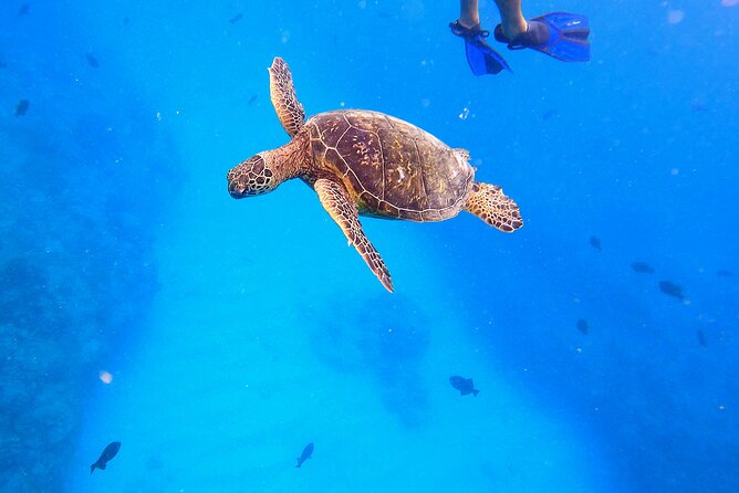 Sail and Turtle Snorkeling Tour in Waikiki - What the two-hour Waikiki trip is really like