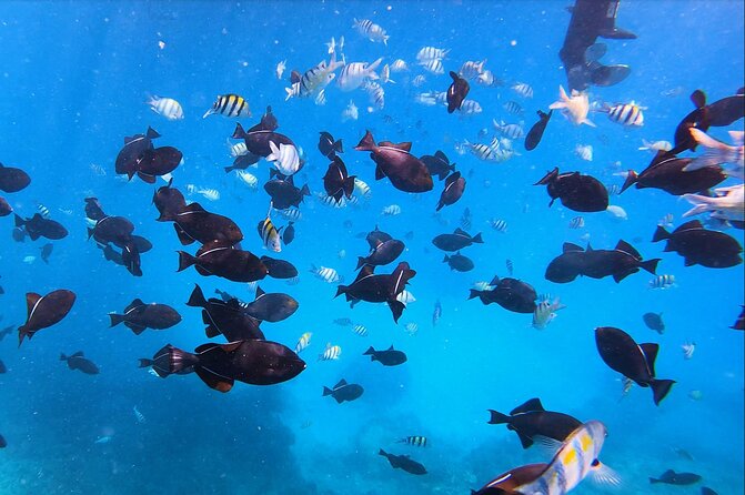 Sail and Turtle Snorkeling Tour in Waikiki - What to bring, and what stays on board