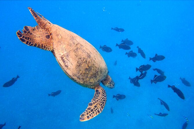 Sail and Turtle Snorkeling Tour in Waikiki - Who should book this Waikiki cruise?