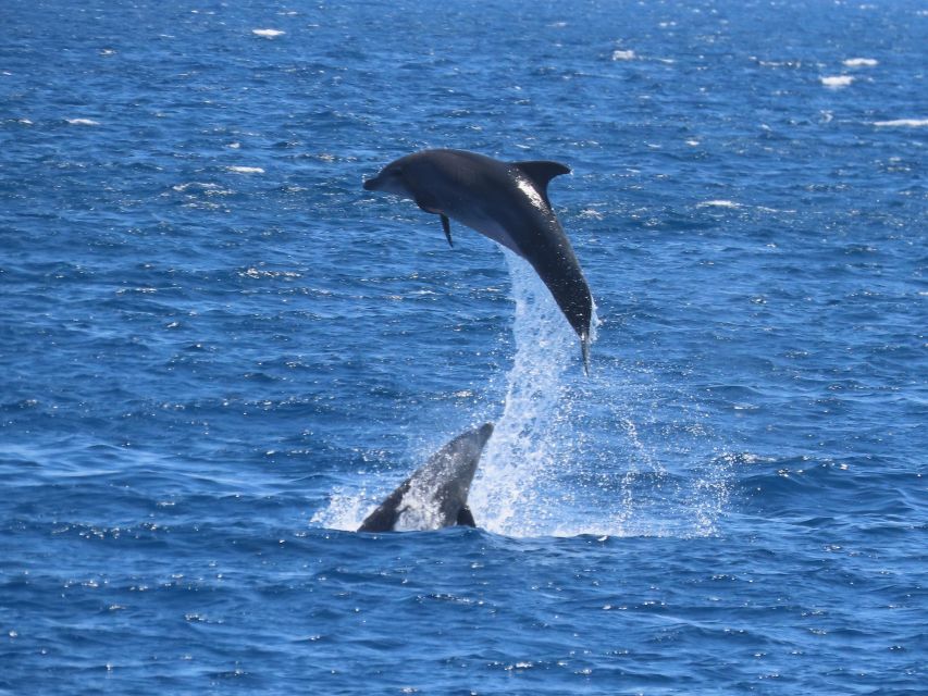 Sail Away in Kos: Unveil 3 Greek Isles’ Secrets! - Platy is made for swimming