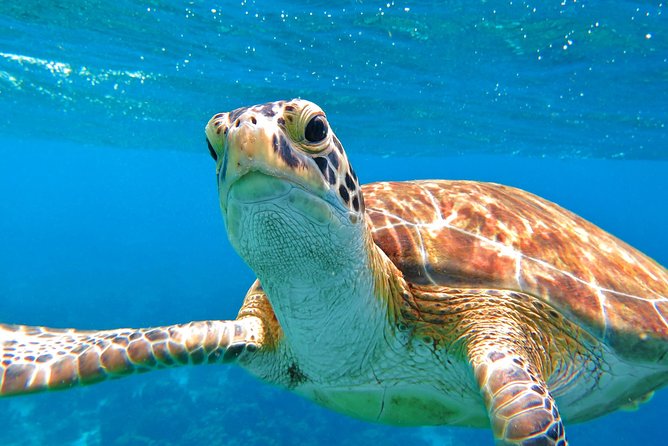 Sail/Snorkel Adventure from Sapphire Marina,STT NO CROWDS~ 6 GUEST MAX - Who will enjoy this trip most