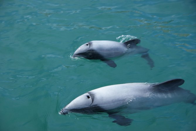Sailing and Wildlife Tour Akaroa Fox II Sailing - Why the old Fox II is part of the attraction