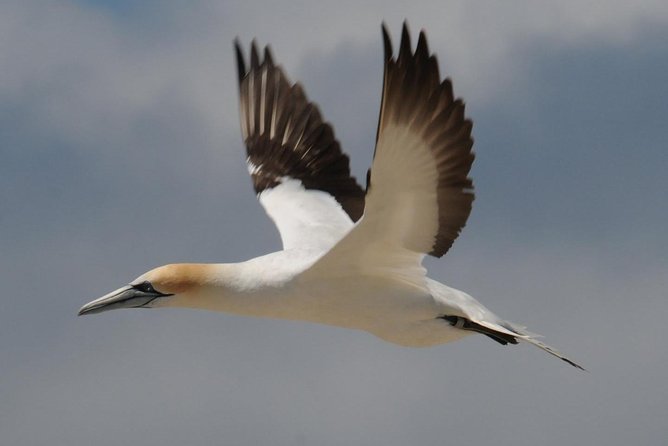 Sailing and Wildlife Tour Akaroa Fox II Sailing - Commentary, music, and the quieter moments