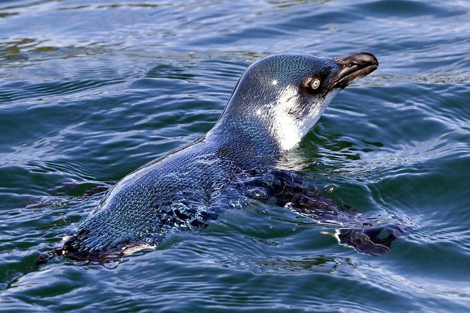 Sailing and Wildlife Tour Akaroa Fox II Sailing - What the $89.98 price gets you