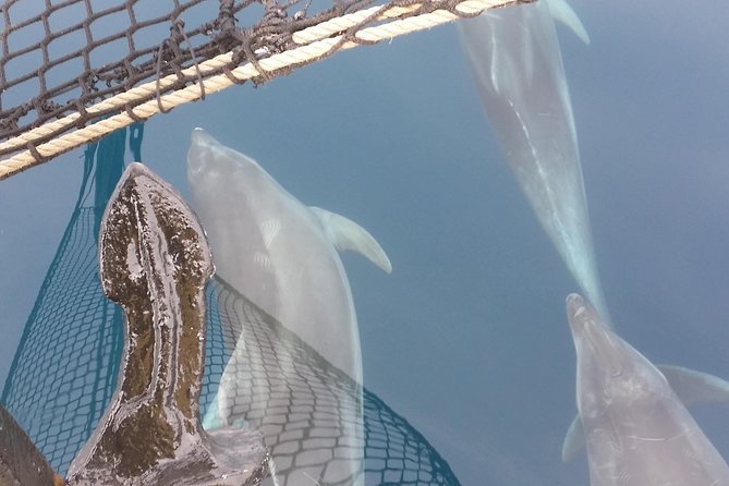 Sailing day trip on Tall Ship Andrea Jensen with Lunch and Wine - Lunch, wine, and the value of an all-day fare