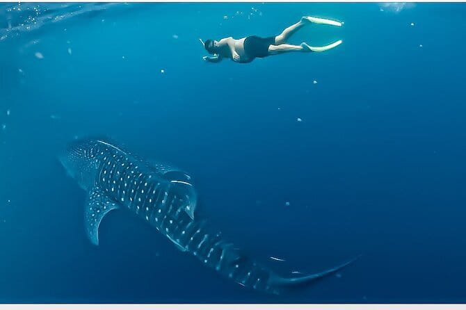 Sailing Flores to Lombok 5 days 4 Nights All Inclusive Trip - Key points to know before sailing