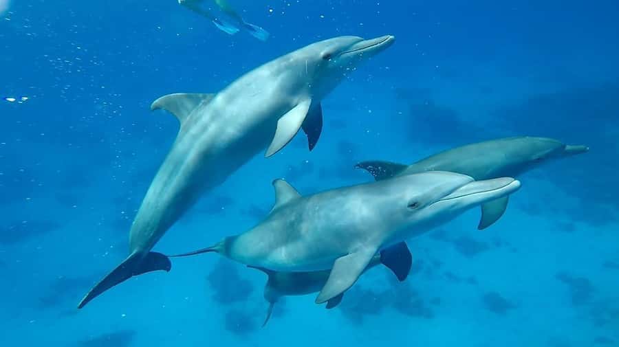 Sharm El Sheikh: Day sail to White island and Ras Mohamed - White Island, the tide-dependent highlight