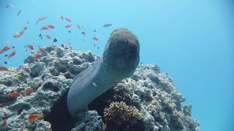 Sharm El Sheikh: Day sail to White island and Ras Mohamed - Who will enjoy this boat trip most