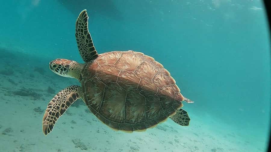 Sharm El Sheikh: Day sail to White island and Ras Mohamed - Practical tips for a smoother day