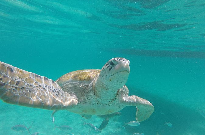 Shasa Catamaran Cruises Limited Numbers 3 Hour Sail and Snorkel - The Value of the $80 Price