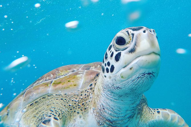 Shasa private catamran sailing cruise, Snorkel with turtles. - Why a private catamaran changes the day