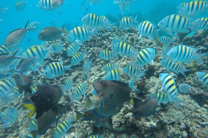 Shasa private catamran sailing cruise, Snorkel with turtles. - Snorkeling with green turtles at Cobblers Cove