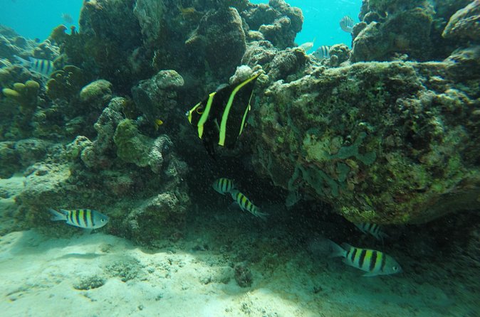 Shasa private catamran sailing cruise, Snorkel with turtles. - Who gets the best value