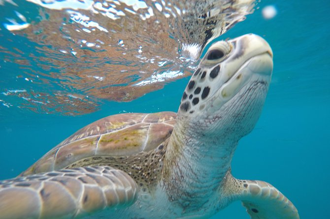Shasa private catamran sailing cruise, Snorkel with turtles. - Sailing with Captain Jason and the crew