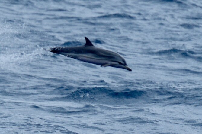 Small Group Dolphin Sunset Tour on Electric Sailing Boat Denia - What the small group means for you