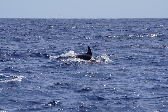 Small Group Dolphin Sunset Tour on Electric Sailing Boat Denia - Drinks, fruit, and the missing dinner