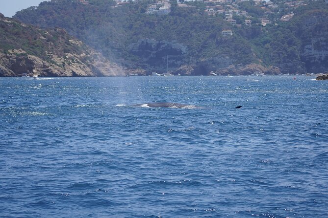 Small Group Dolphin Sunset Tour on Electric Sailing Boat Denia - Planning the meeting point and timing
