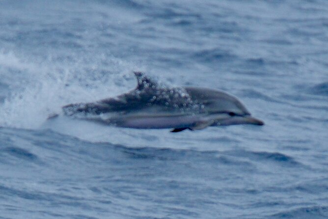 Small Group Dolphin Sunset Tour on Electric Sailing Boat Denia - Is the $90.31 price fair?
