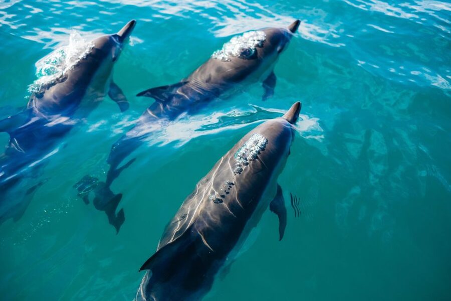 Sotogrande: Private Sailing Tour + Drink (For Groups) - Setting out from Sotogrande Marina