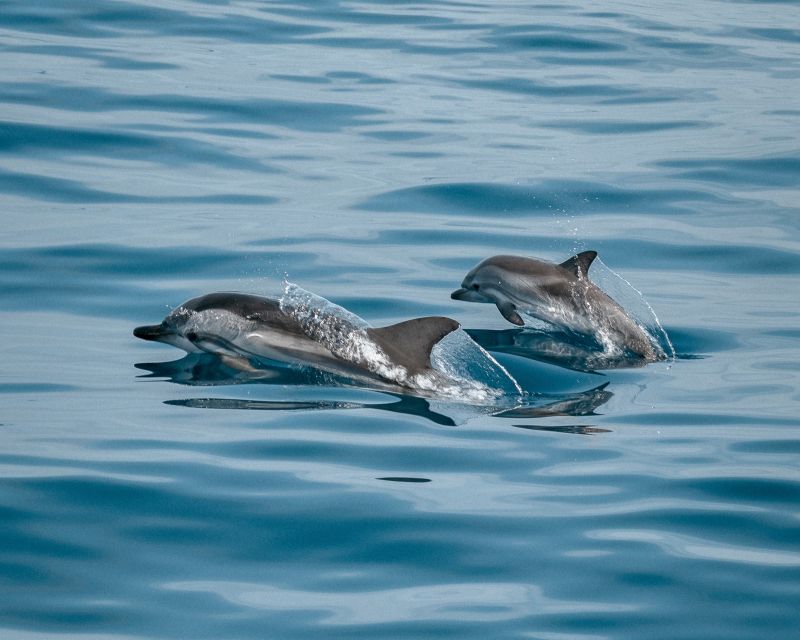 Sotogrande: Private Sailing Tour + Drink (For Groups) - Weather can change the plan