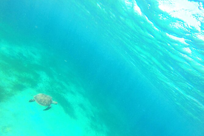 Stroll and Initiation to Sailing in the Baie des Saintes - Who will enjoy this morning most
