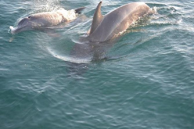 Sunset Dolphin Sail Aboard the Footloose Catamaran - A Gulf sunset with dolphins in the same hour