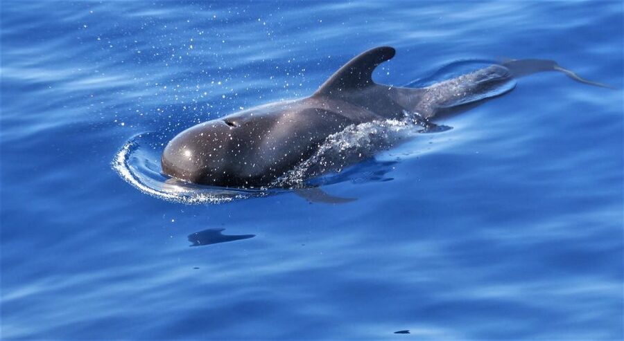 Tenerife: Los Gigantes Whale Watching Cruise by Sail Boat - A short swim and snorkel stop by Los Gigantes
