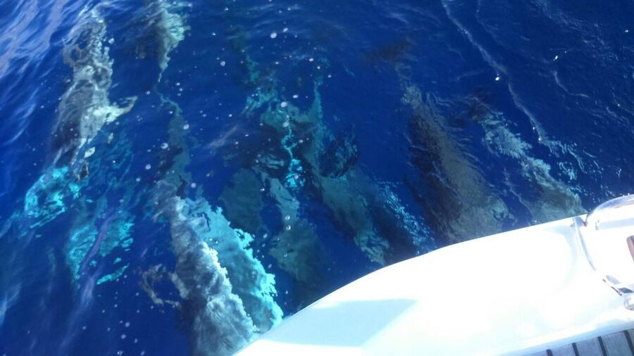 Tenerife: Private or Group 3 Hour Sailing Cruise with Drinks - Should you book this Tenerife sailing trip?