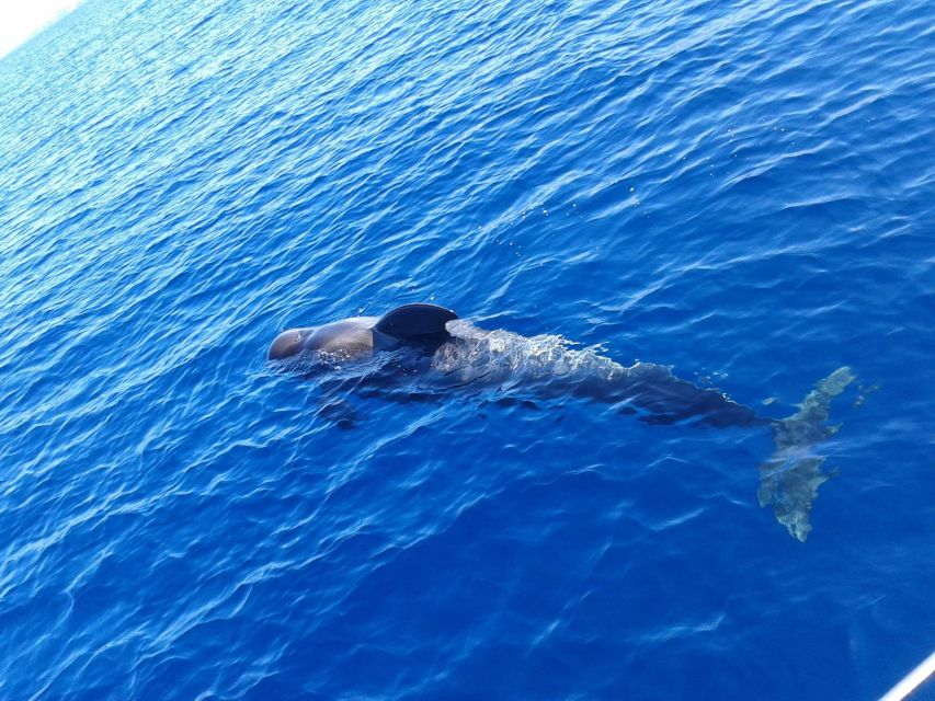 Tenerife: Private or Group 3 Hour Sailing Cruise with Drinks - Three hours along Costa Adeje