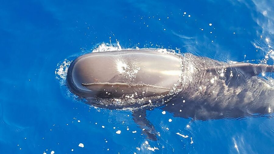 Tenerife: Sailboat Tour Whale Watching Food and Snorkeling - What makes this Tenerife sailboat trip worth considering