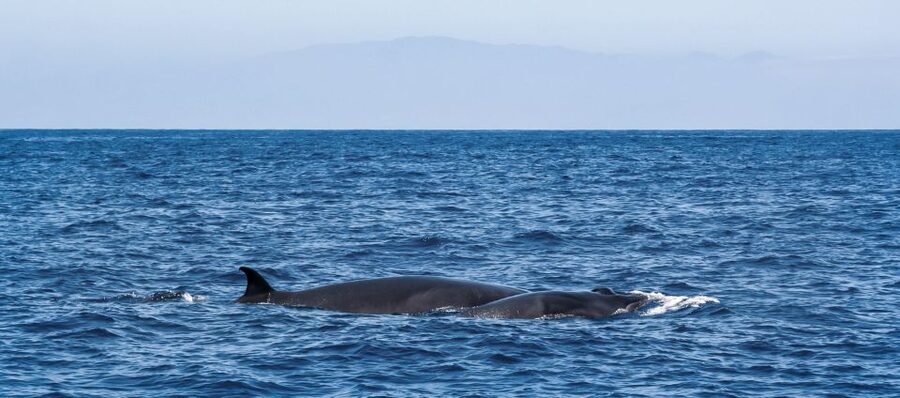 Tenerife: Sailboat Tour Whale Watching Food and Snorkeling - Why the small group changes the experience